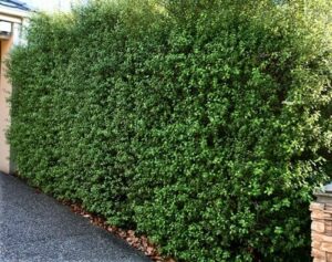 pittosporum sheen hedges