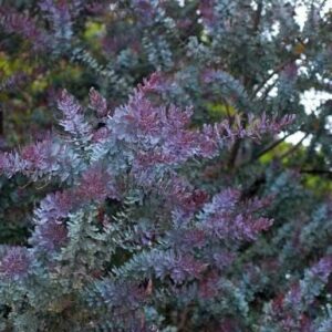 Acacia Purpurea Cootamundra Wattle