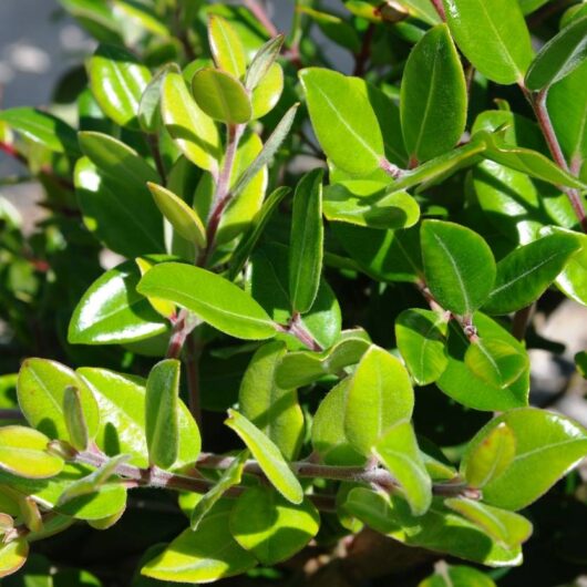 Close-up of bright green Metrosideros 'NZ Christmas Tree' leaves with soft sunlight highlighting their texture and young shoots.