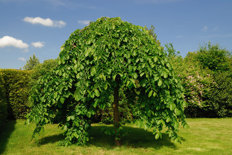 Weeping Trees