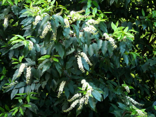 Prunus 'Portuguese Laurel' (Pleached) 20" Pot
