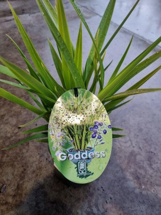 Dianella 'Goddess' PBR