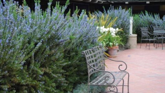 A courtyard with metal chairs, lavender bushes, and a variety of potted plants, including a robust Rosmarinus 'Tuscan Blue' Rosemary 10" Pot. The space has red brick flooring and a partially shaded seating area.