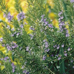 Close-up of a Rosmarinus 'Tuscan Blue' Rosemary 10" Pot with green needle-like leaves and small purple flowers, set against a background of yellow and green foliage.