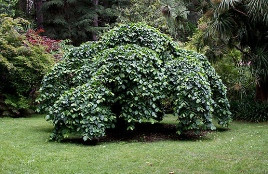 Ulmus glabra 'Weeping Elm'