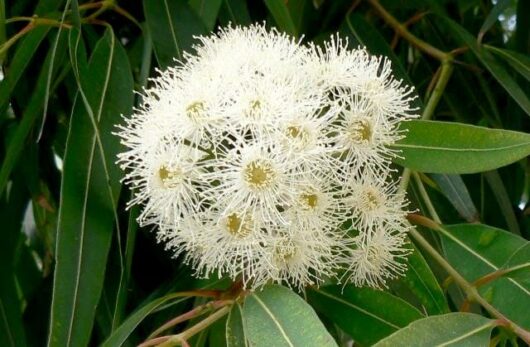 Angophora 'Smooth Barked Apple'