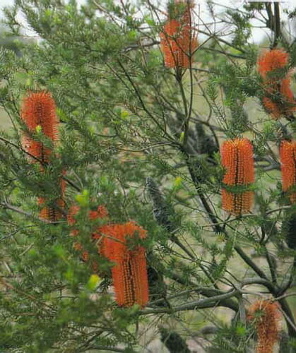 Banksia 'Heath-Leaved Banksia' 6" Pot flowers are growing on a tree.