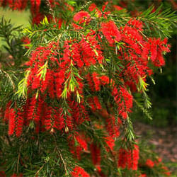 A close-up of a Callistemon 'Prolific' Bottlebrush 10" Pot with red flowers.