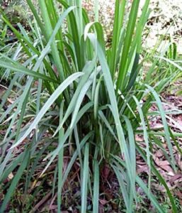 A Dianella 'Goddess' PBR 6" Pot with long green leaves in the woods.