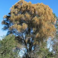 Allocasuarina 'Drooping She-Oak'