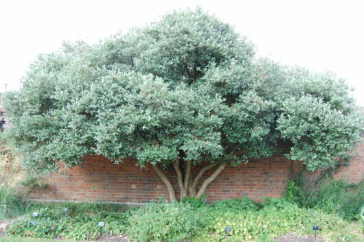 Feijoa 'Pineapple Guava'