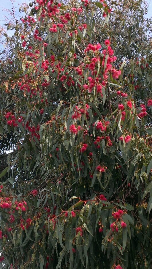 A tree with red flowers and green leaves.