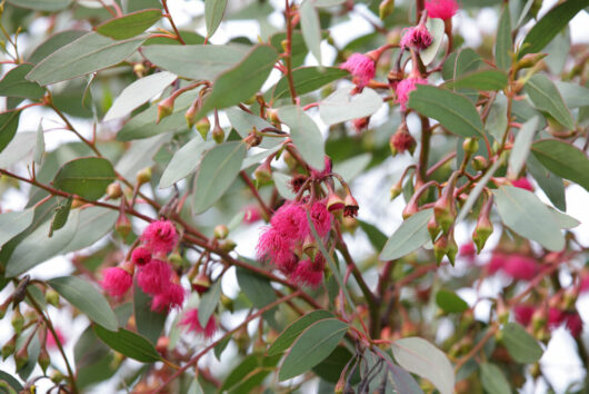 An eucalyptus tree with pink flowers.