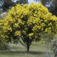 Golden Wattle Tree