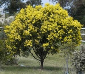 Golden Wattle Tree