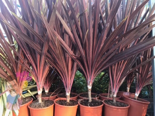 Cordyline Red Star 10" Pot