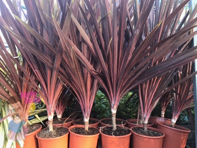 Cordyline 'Red Star' 10