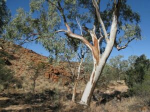 An Eucalyptus 'River Red Gum' 16" Pot tree in the desert.
