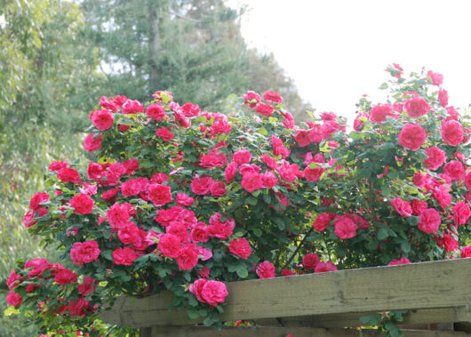 Rose 'Titian'
