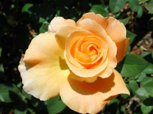 A Rose 'Whisky' 3ft Standard (Bare Rooted) is blooming in a garden.