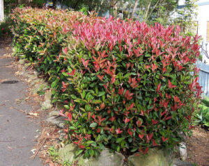 Bushes on the side of the road.