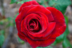 A close up of a Rose 'Tatjana' Bush Form (Bare Rooted) plant.