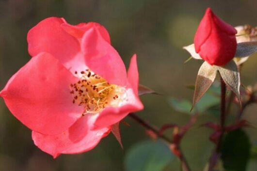 Rose 'Coral Meidiland' 6ft Weeper