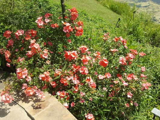 Rose 'Coral Meidiland' 6ft Weeper