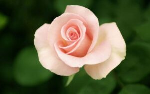 Rose ‘First Love’ Bush Form