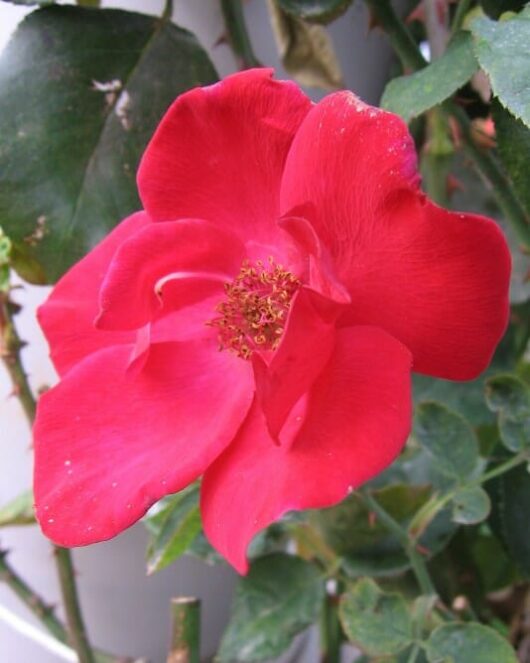 A Rose 'Altissimo' Climber *Premium* in a pot with green leaves.