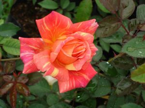 A red and orange Rose 'Anvil Sparks' Bush Form (Bare Rooted) is blooming in a garden.