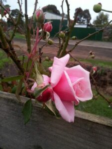 A Rose 'Blossom Time' Climber (Bare Rooted) is growing out of a wooden fence.