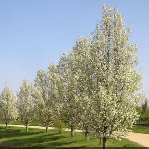 Row of blooming Pyrus 'Cleveland' Ornamental Pear trees in a park on a sunny day.