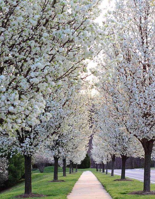 A pathway lined with blooming Pyrus 'Cleveland' Ornamental Pear trees, leading into the distance under soft sunlight.