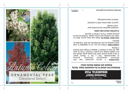 A brochure featuring images of Pyrus 'Cleveland' Ornamental Pear flowering trees in different seasons, with descriptive text on each panel.