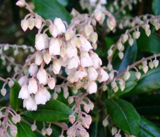 A Clethra 'Lily of the Valley' Tree 13" Pot with white flowers and green leaves.