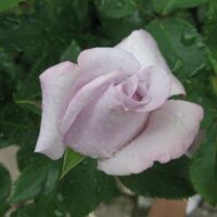 Rose 'Lagerfeld' Bush Form (Eco Grade)