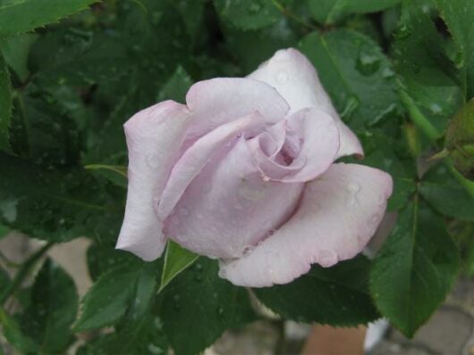 Rose 'Lagerfeld' Bush Form (Eco Grade)