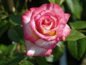 A Rose 'Handel' Climber 8" Pot blooming in a garden with green leaves.