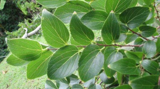Ulmus parvifolia 'Chinese Elm'