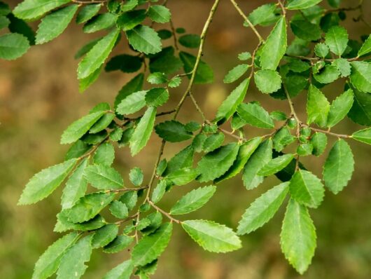 Ulmus parvifolia 'Chinese Elm'