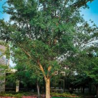 A tall Ulmus parvifolia 'Chinese Elm' stands in a grassy area, surrounded by low pink flowers, with a building and more trees in the background under a blue sky.