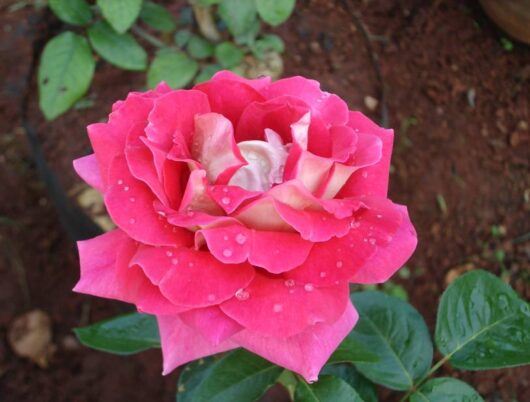 Rose 'Kronenbourg'