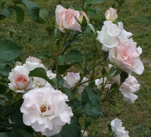 Rose 'French Lace' Bush Form