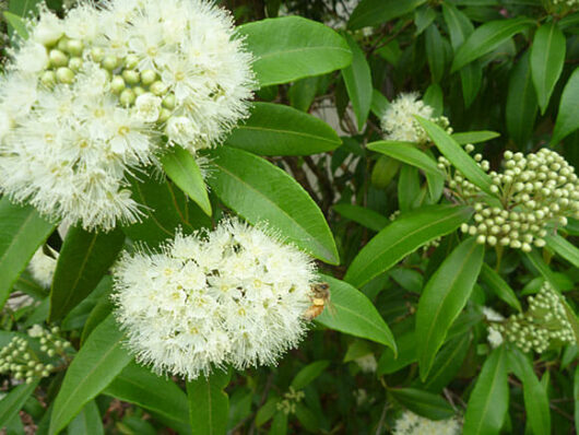 Lemon Scented Myrtle