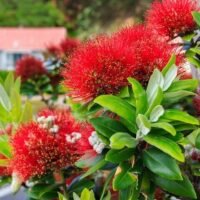 Vibrant red Metrosideros 'NZ Christmas Tree' Tahiti flowers in bloom with green leaves, with a blurred background featuring a small red-roofed house.