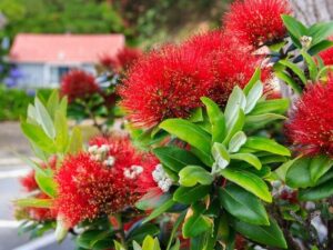 Vibrant red Metrosideros 'NZ Christmas Tree' Tahiti flowers in bloom with green leaves, with a blurred background featuring a small red-roofed house.