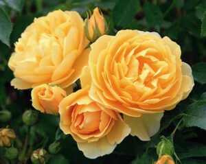 Three Rose 'Graham Thomas' (David Austin) Bush Form (Bare Rooted) are blooming in a garden.