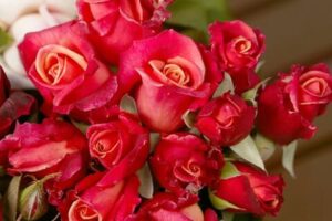 Hello Hello Plants sells a vibrant assortment of Rose 'Tarantella' Bush Form arranged beautifully in a vase.