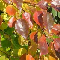 Pyrus 'Manchurian' Ornamental Pear